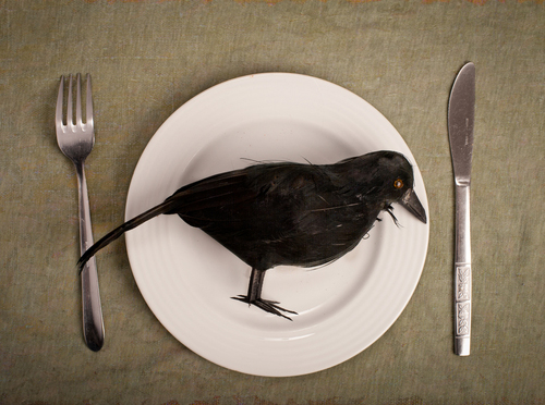 eat-crow-jpg.734