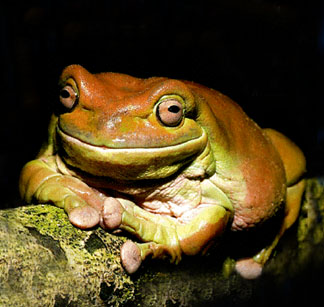 orange turdfrog